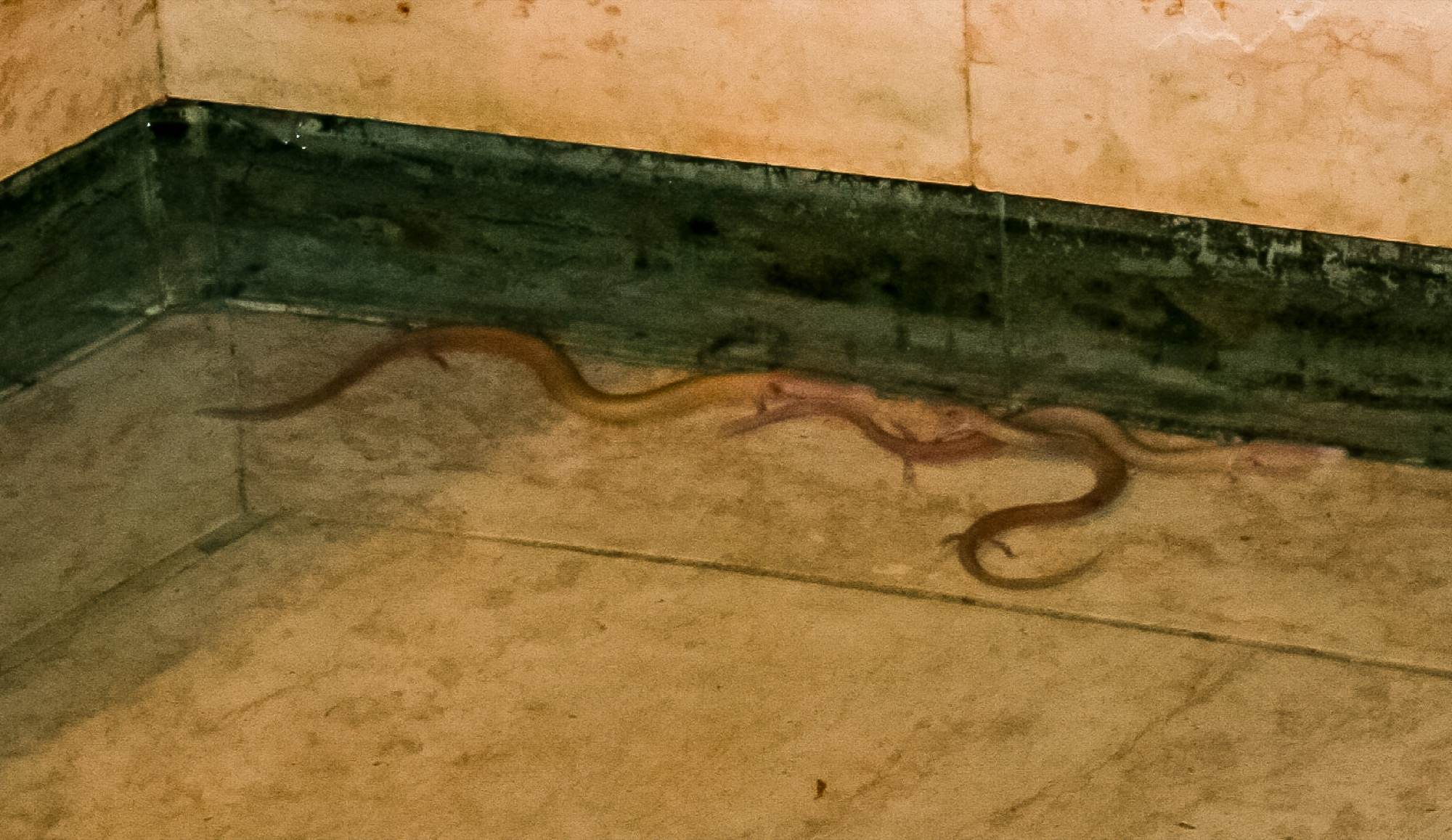 Two pale olms, the blind cave salamanders nicknamed "human fish", in a tank at Postojna Cave